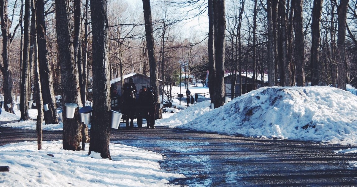 cabane à sucre
