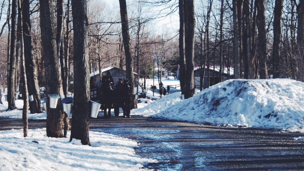 cabane à sucre