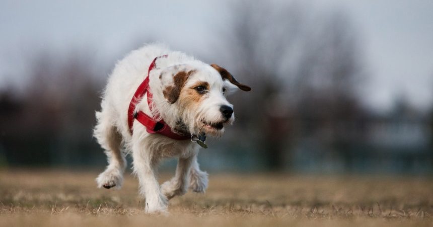 Un nouveau parc à chien devait voir le jour à l’été 2020 à Verdun.