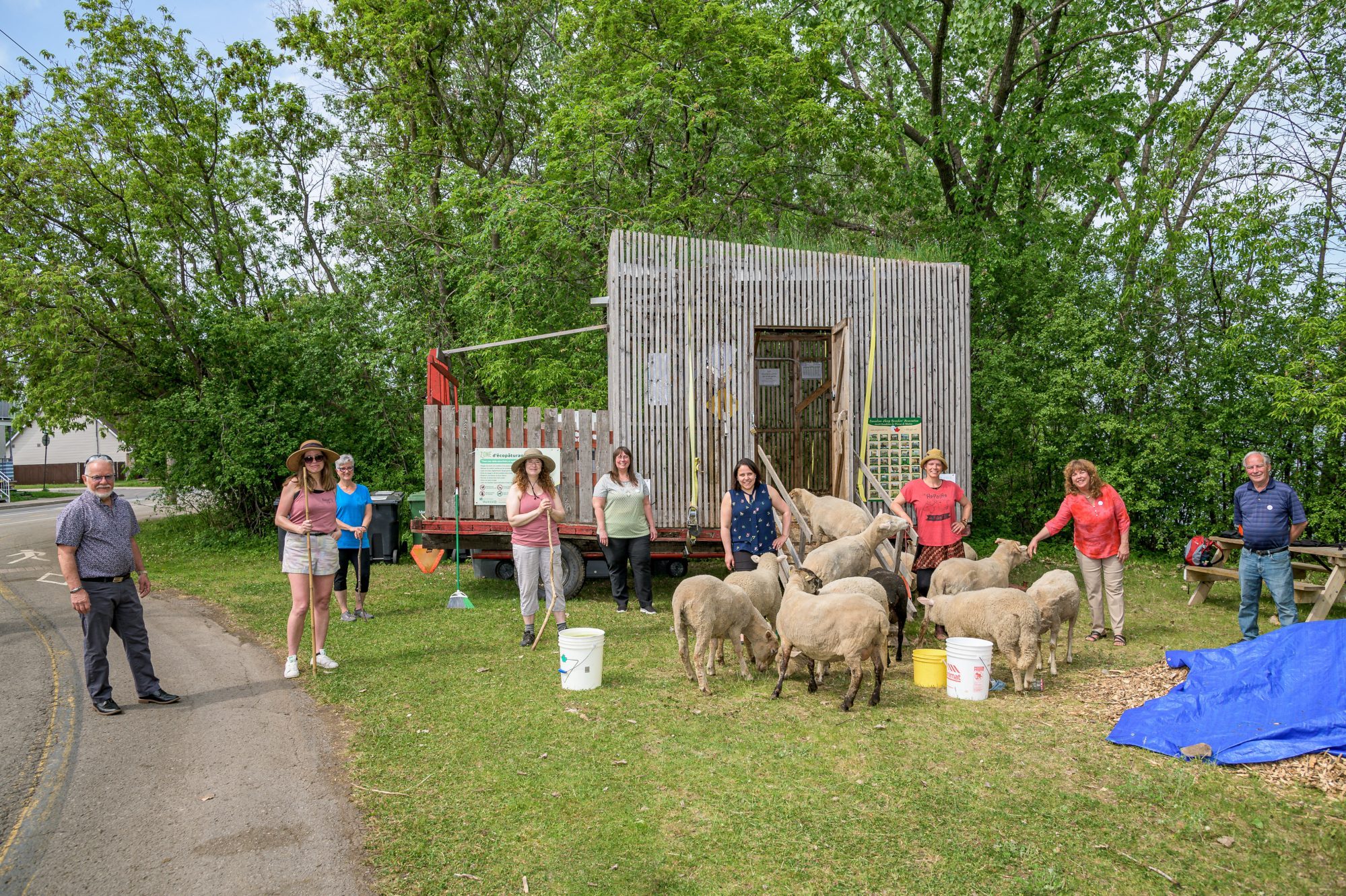 Les moutons sont arrivés à RDP