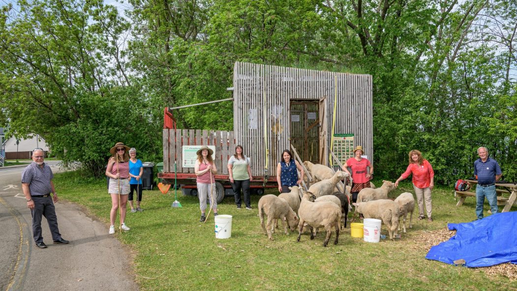 Les moutons sont arrivés à RDP