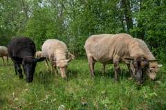 Mouton de biquette à RDP