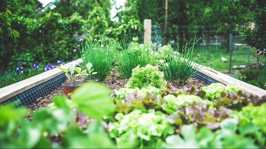 Quatre étapes pour bien démarrer son potager