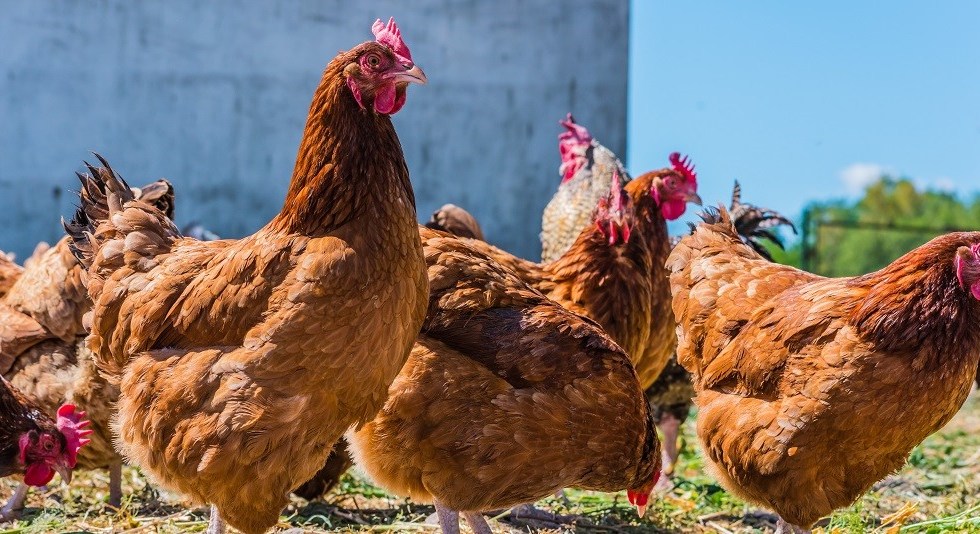 Des poules devant un édifice, alors qu'Ahuntsic-Cartierville s'apprête à en autoriser l'élevage à Montréal