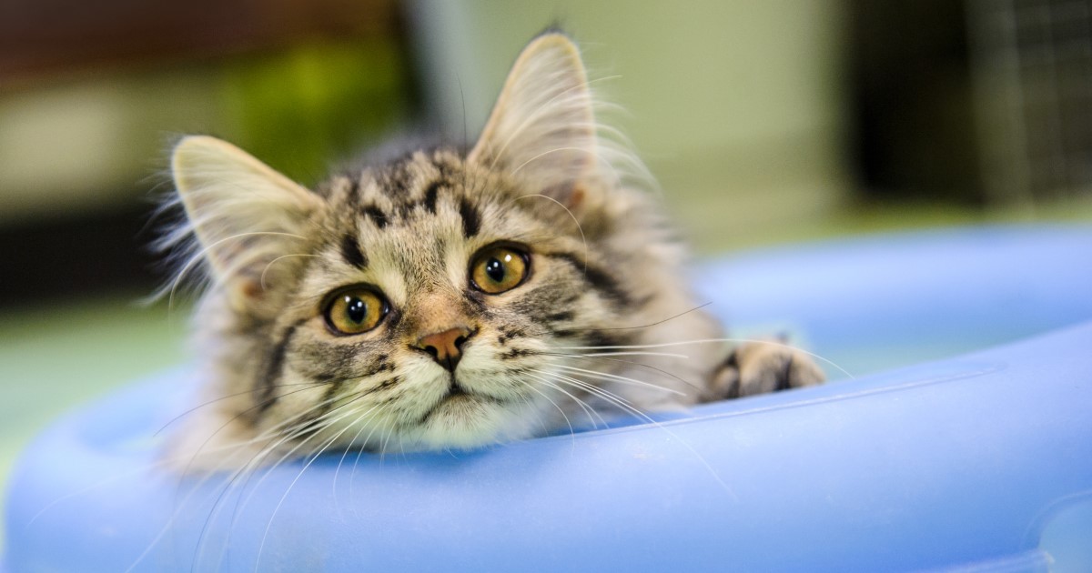 Un chat fixant la caméra, la tête accoudée sur un coussin.