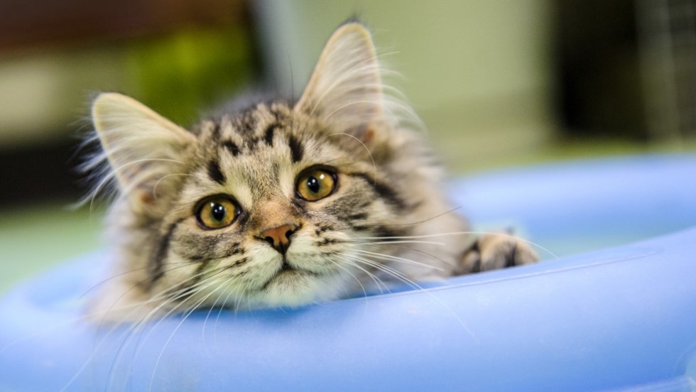 Un chat fixant la caméra, la tête accoudée sur un coussin.