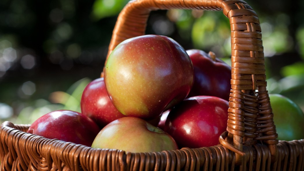 Un panier de pommes McIntosh.