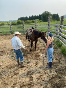 chevaux