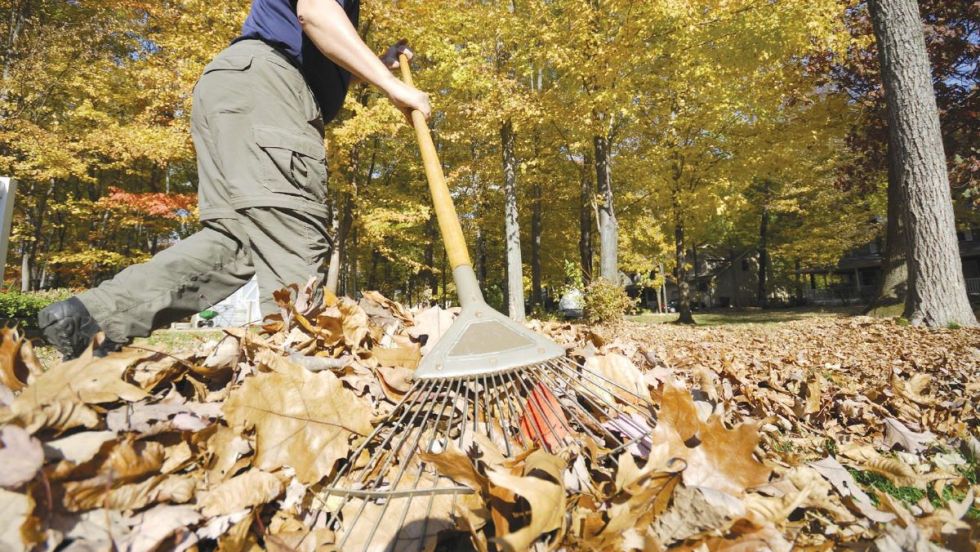 Feuilles-mortes