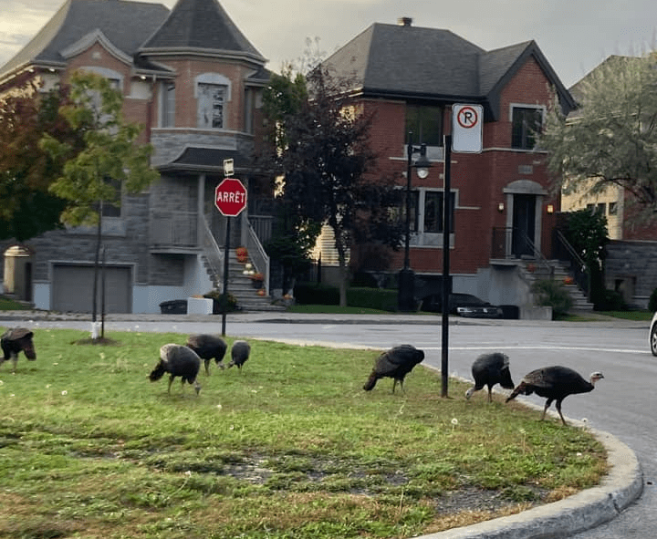 dindons sauvages Montréal Québec