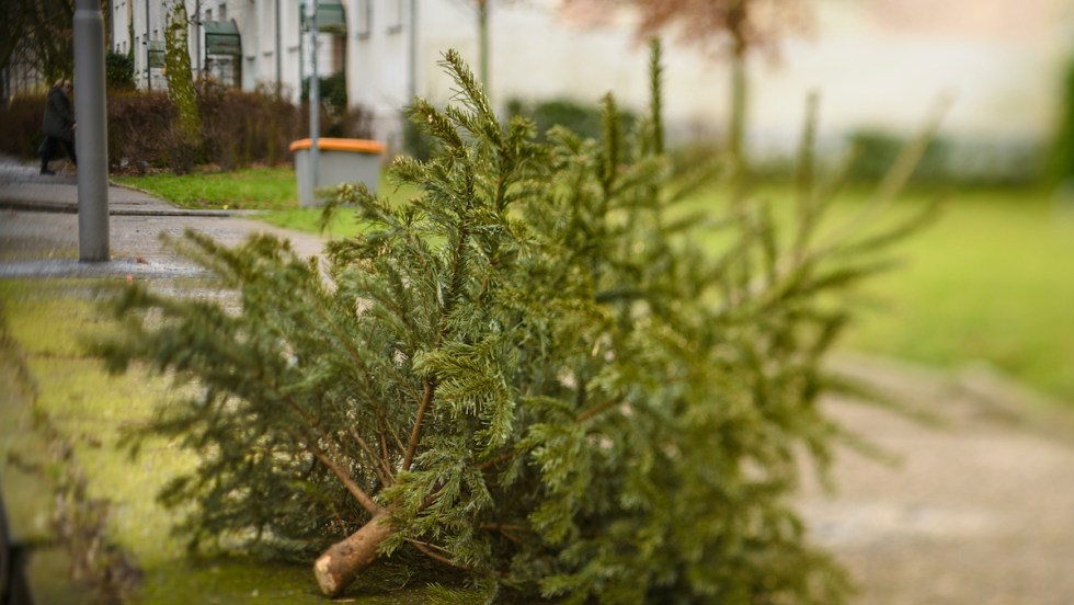 collecte sapins de noel