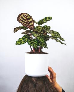 calathea