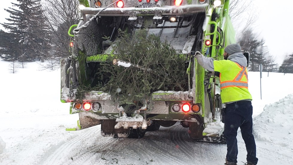 Ramassage des sapins, et après ?