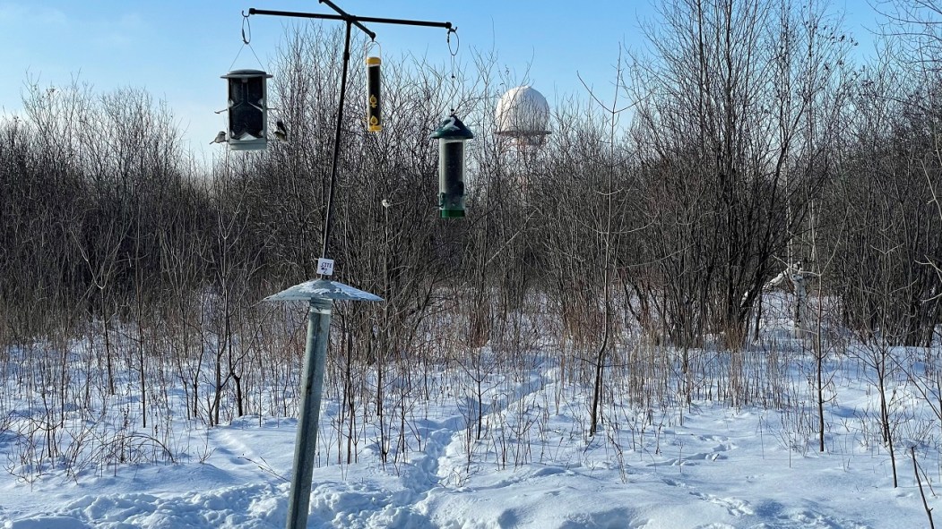 Une mangeoire installée par Technoparc Oiseaux