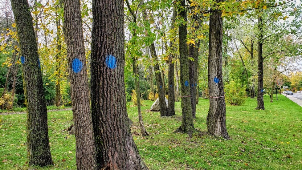 parc Honoree-Primeau coupe d'arbre