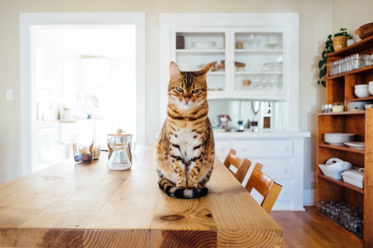 Un chat à la maison