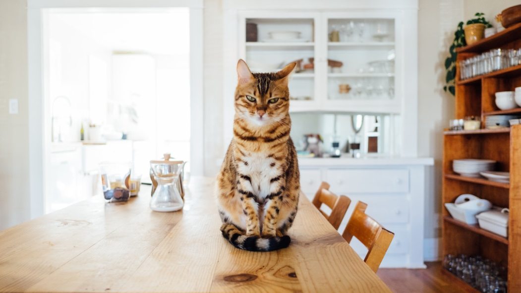 Un chat à la maison