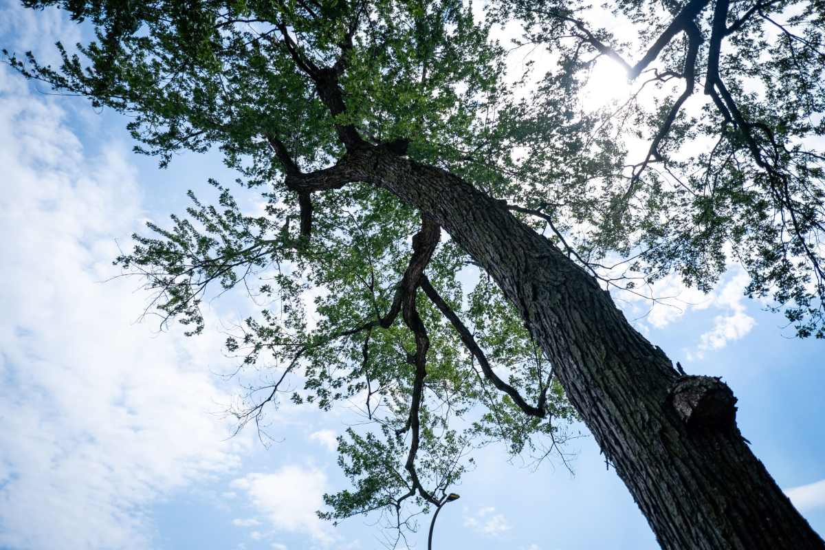 Mini-forêt verdun