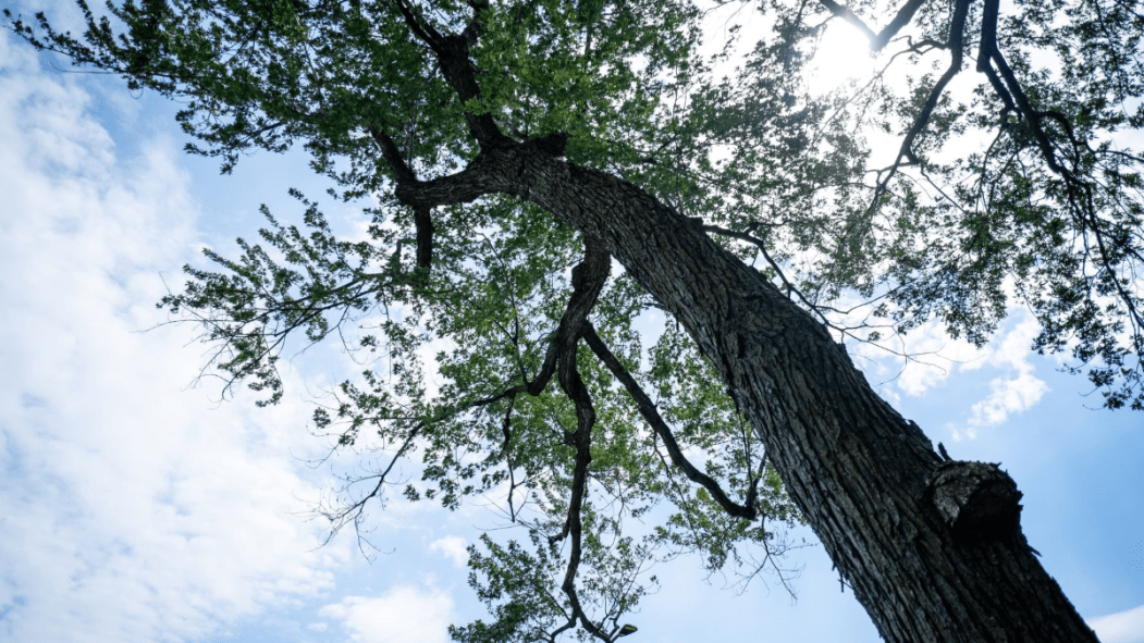 Mini-forêt verdun