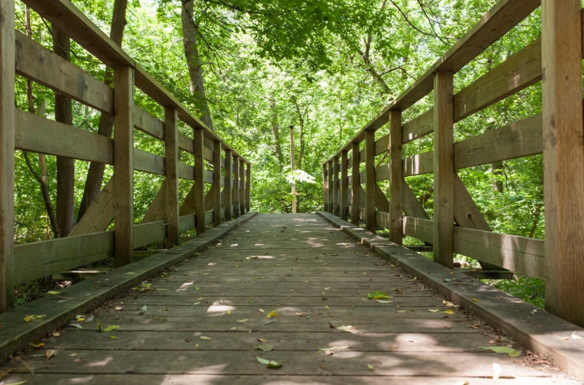 Le boisé du parc Marcel-Laurin