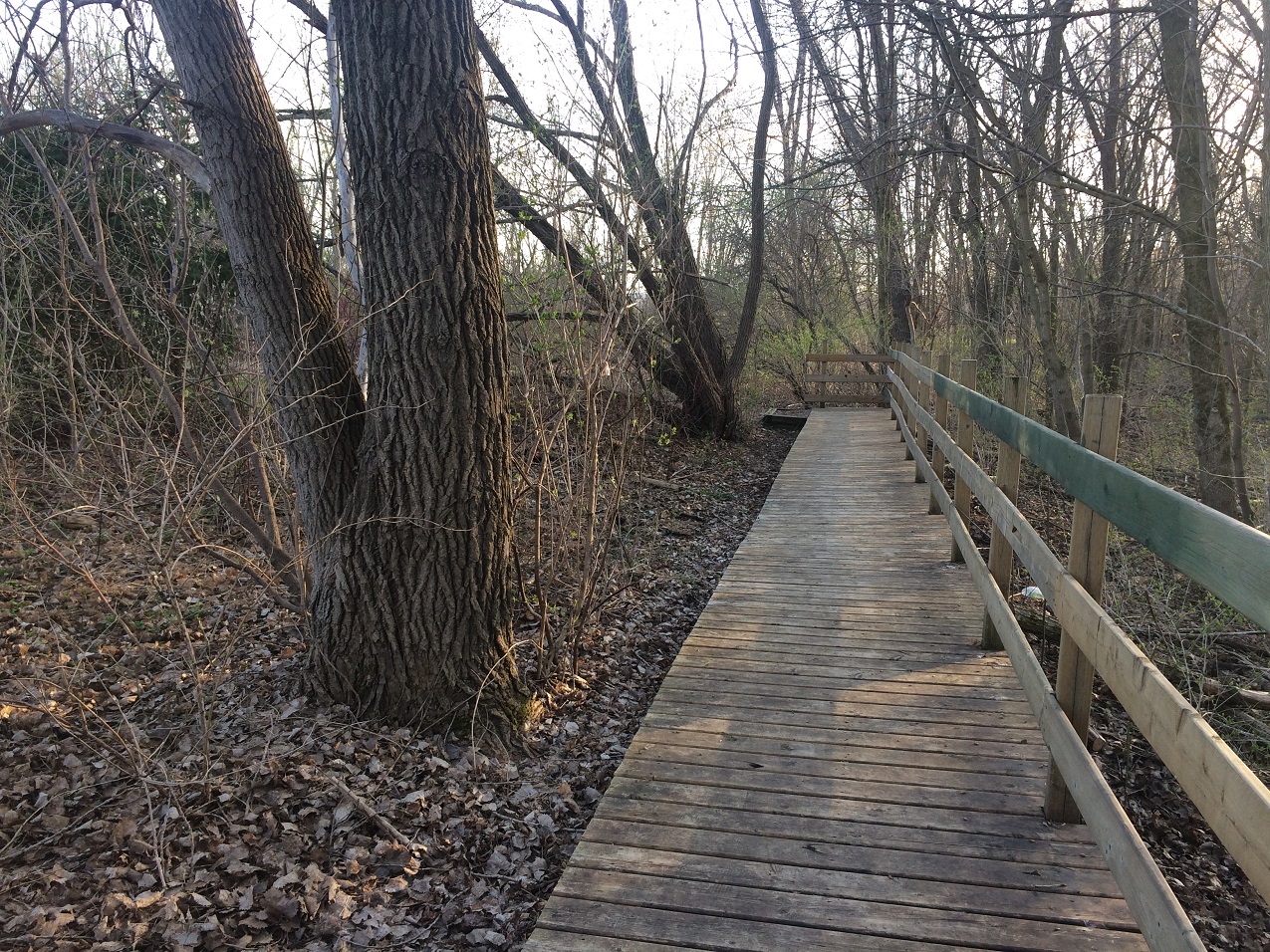 Le boisé du parc Marcel-Laurin