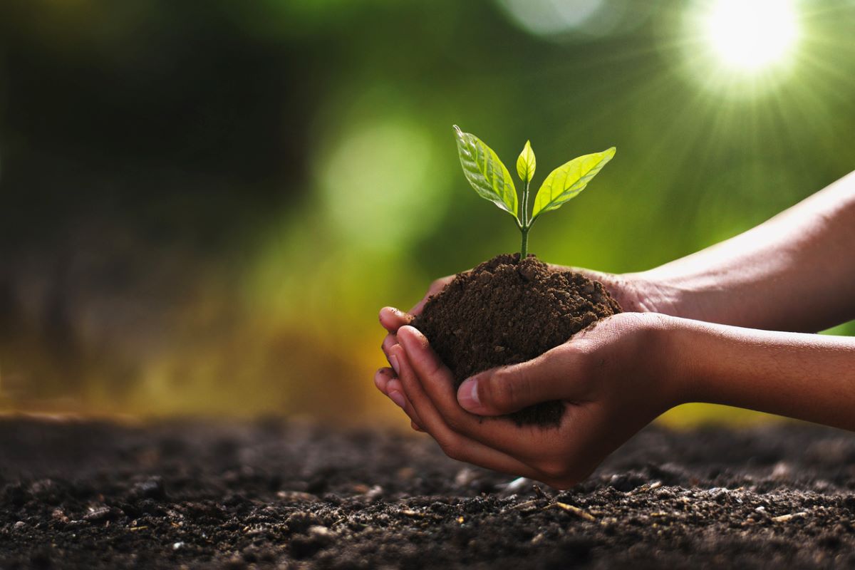 plantation-nouveaux-arbres