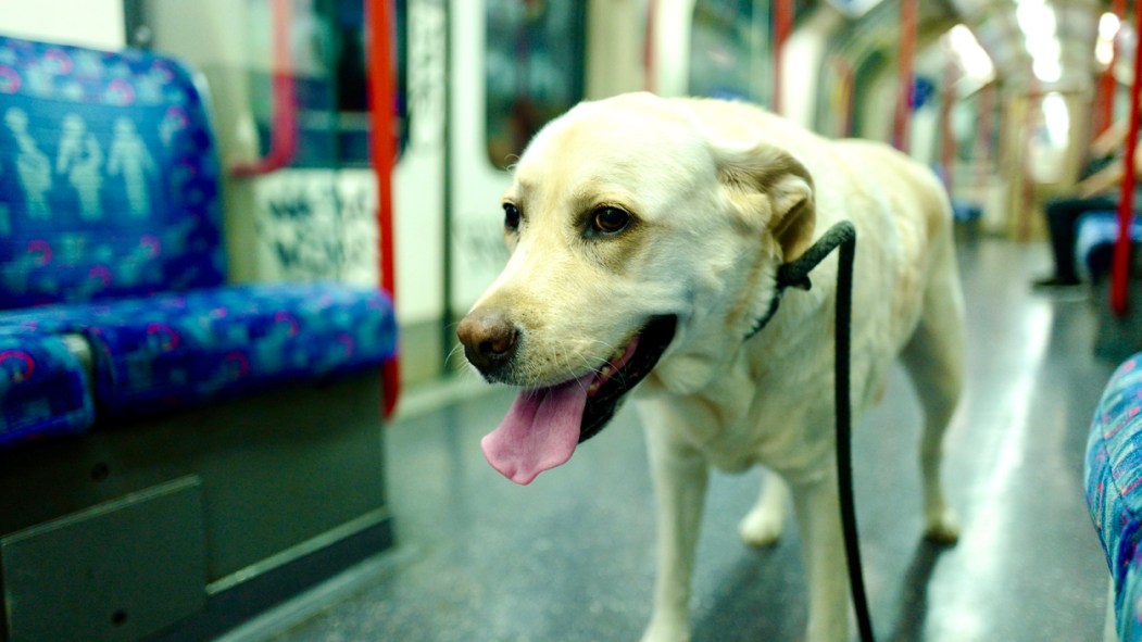 Un chien se promène en laisse dans le métro de Londres, alors que la Ville de Montréal demandera à la STM de permettre ce genre de chose.