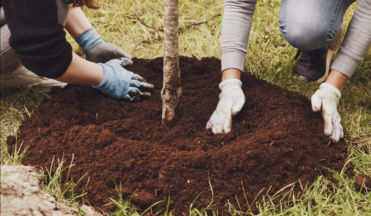 Des personnes plantent un arbre.