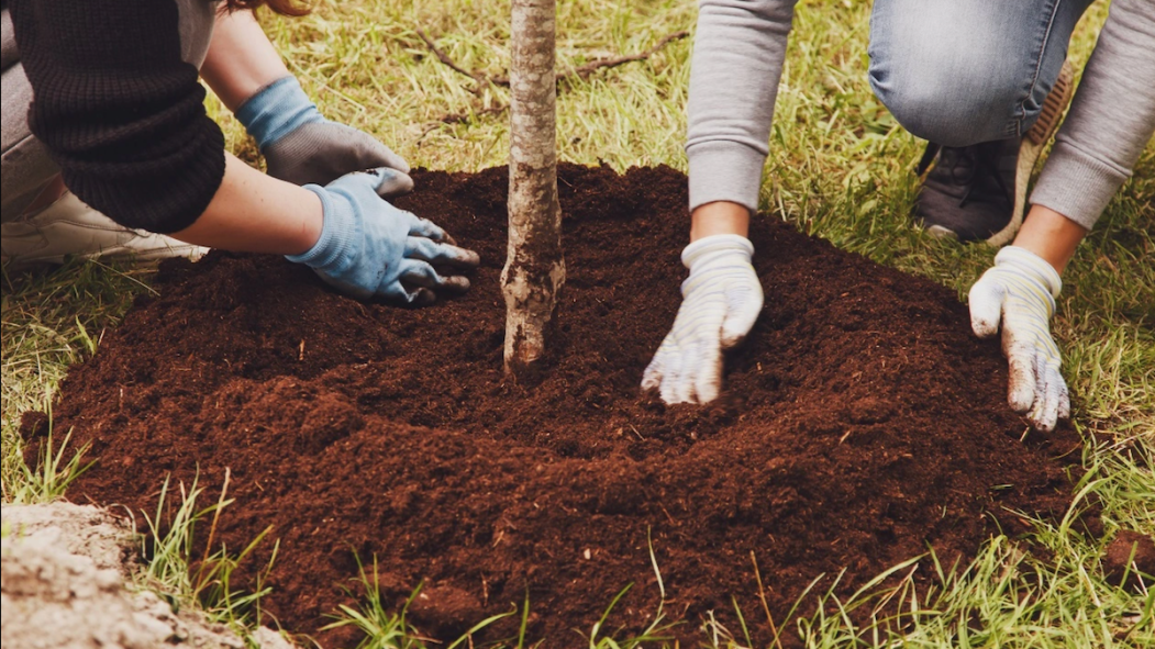 Des personnes plantent un arbre.