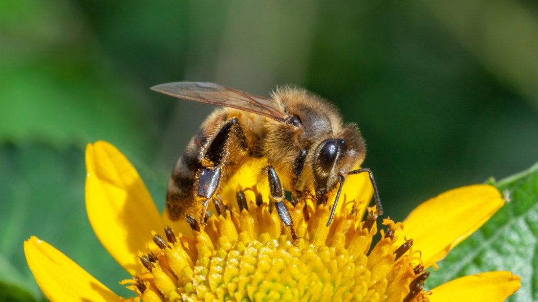 Abeille pissenlit