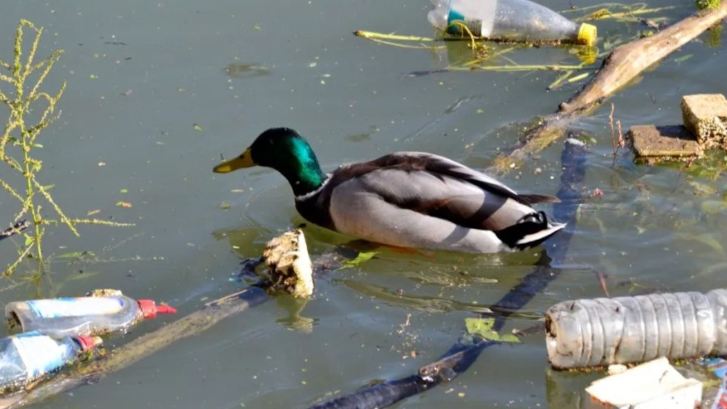 Un canard nage dans une eau polluée.