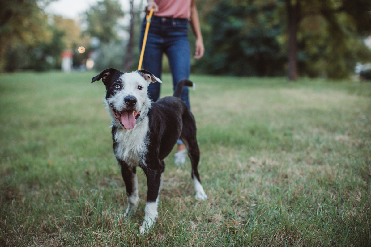 Un chien très très mignon.