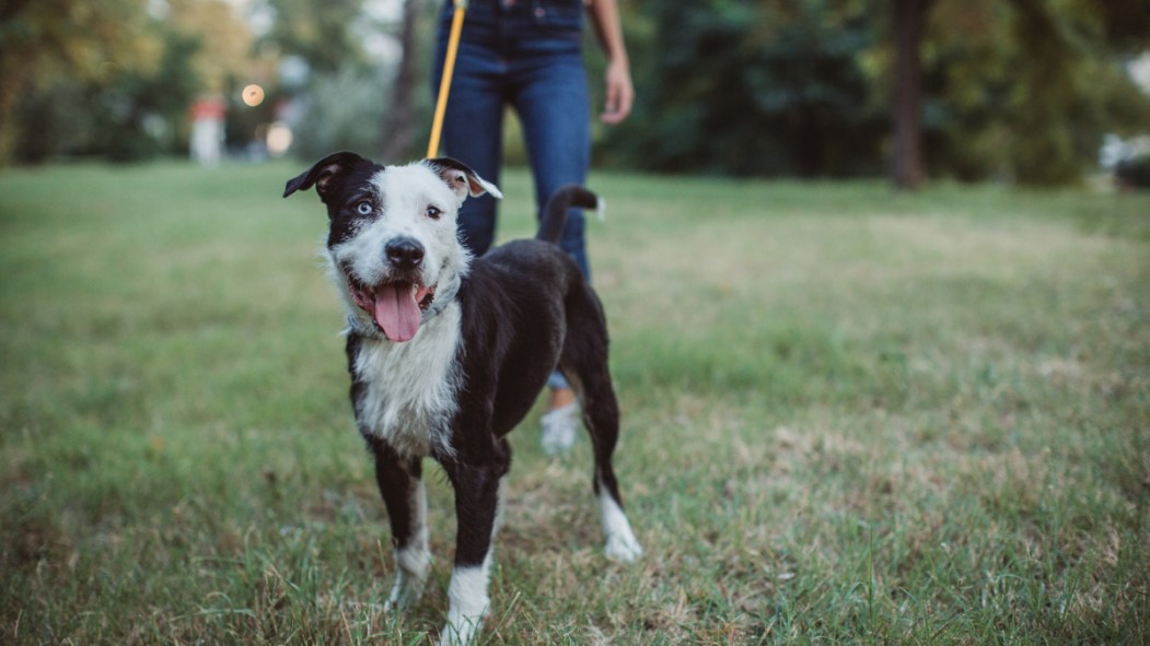 Un chien très très mignon.