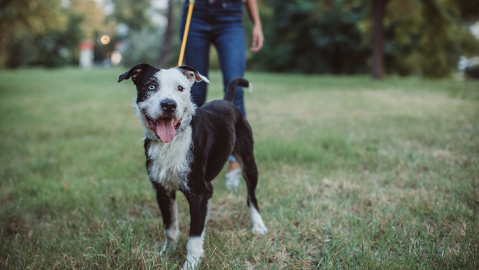 Un chien très très mignon.