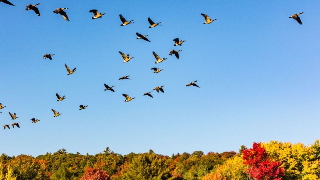 Sainte-Anne-de-Bellevue Ville amie des oiseaux