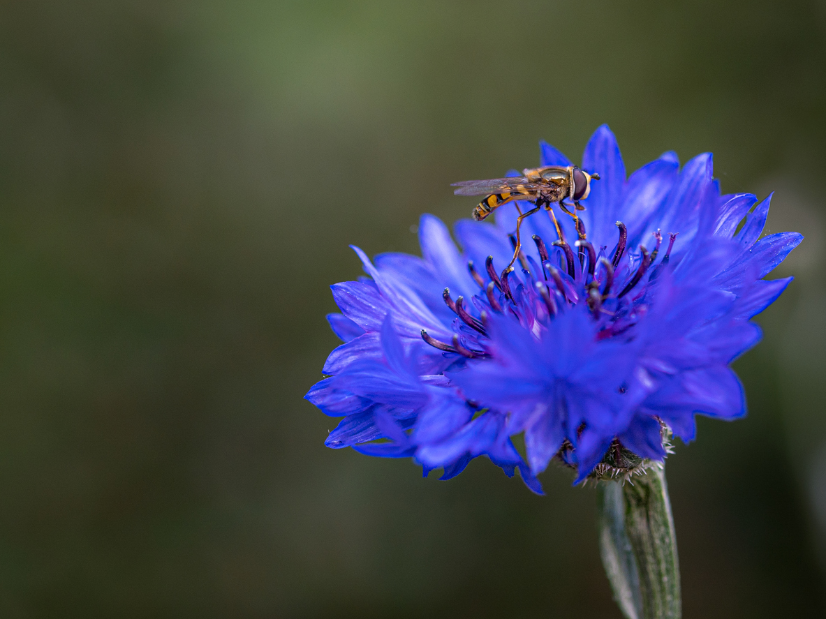 une mouche butine sur une fleur pour illustrer la biodiversité.