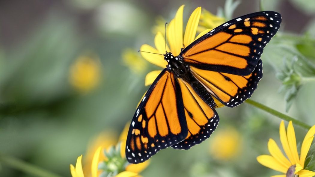 Un papillon monarque.