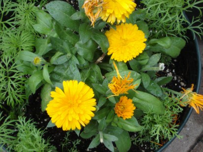 Calendule, fleur comestible