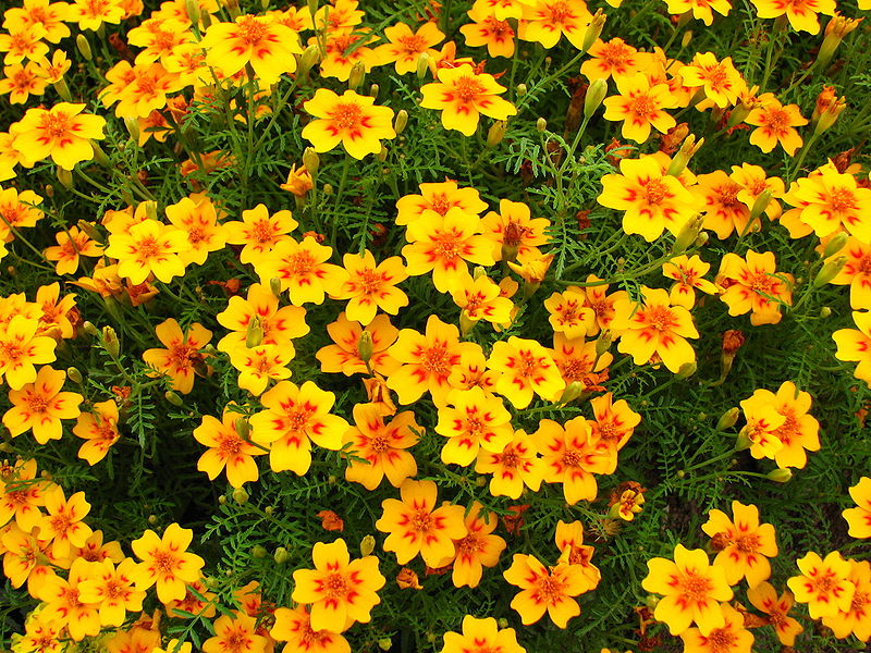 Tagète, fleur comestible