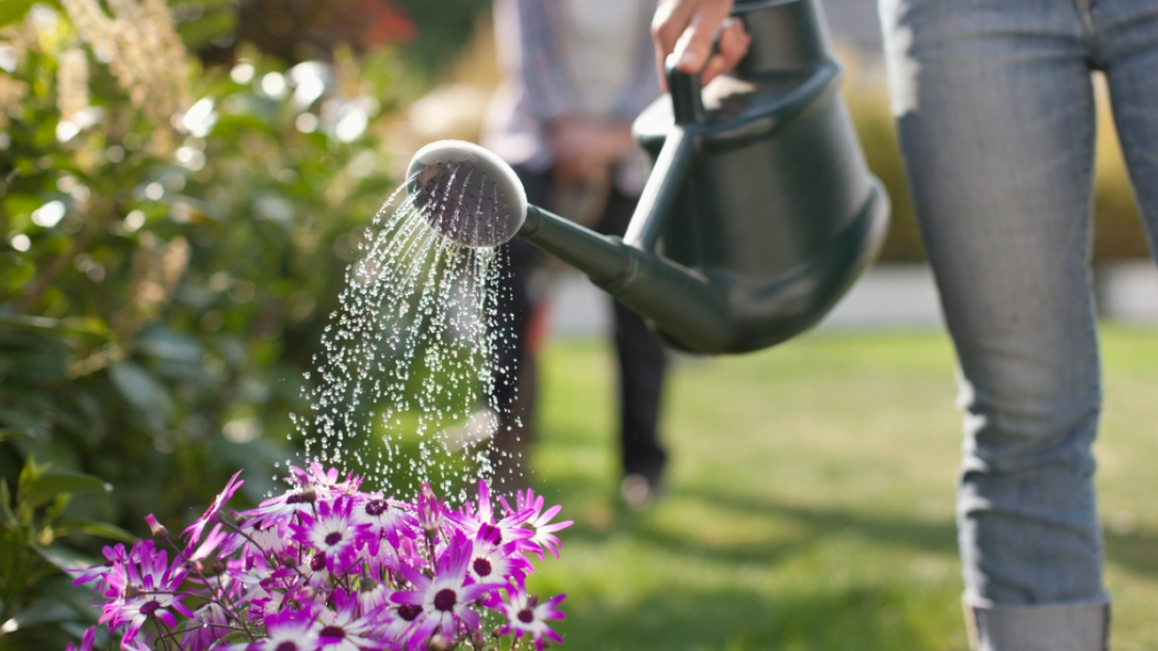 Îlots de biodiversité