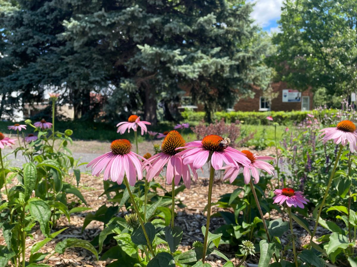 Le Jardin pollinisateur de Verdun