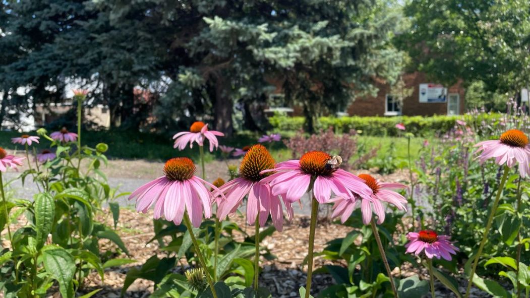 Le Jardin pollinisateur de Verdun