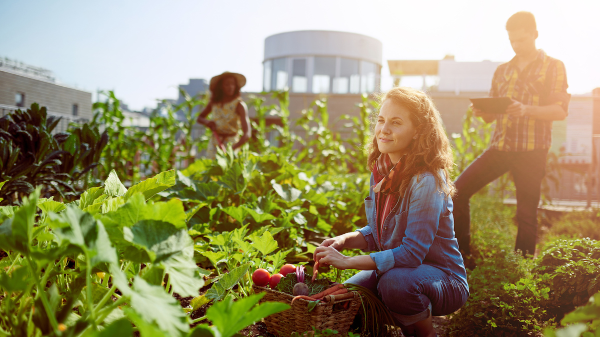 Agriculture urbaine