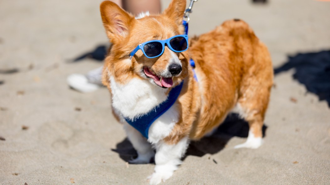 Difficile de ne pas succomber au charme d'un corgi, cette race de chien adorée.