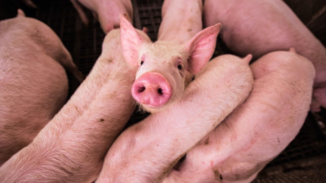 Érection corrigée pour des cochons