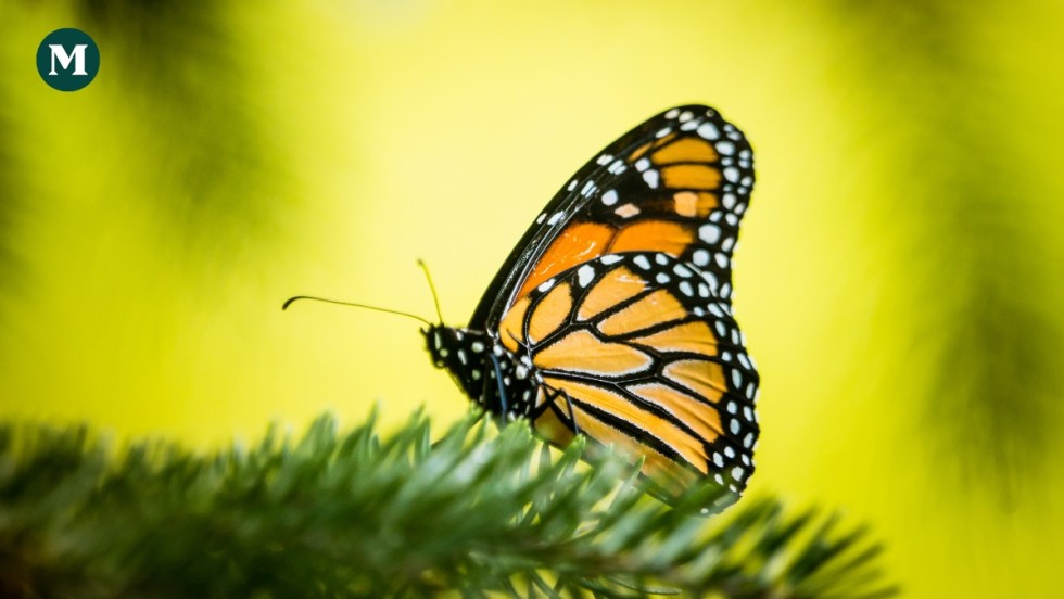 conservation des monarques