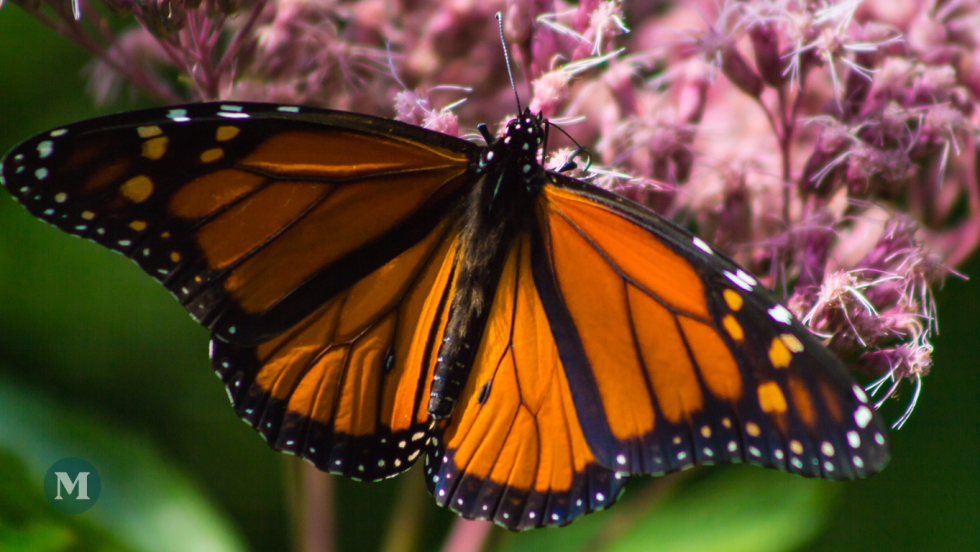 Un papillon monarque est posé sur une plante d'asclépiades.